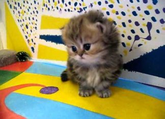Gattino persiano muove i primi passi