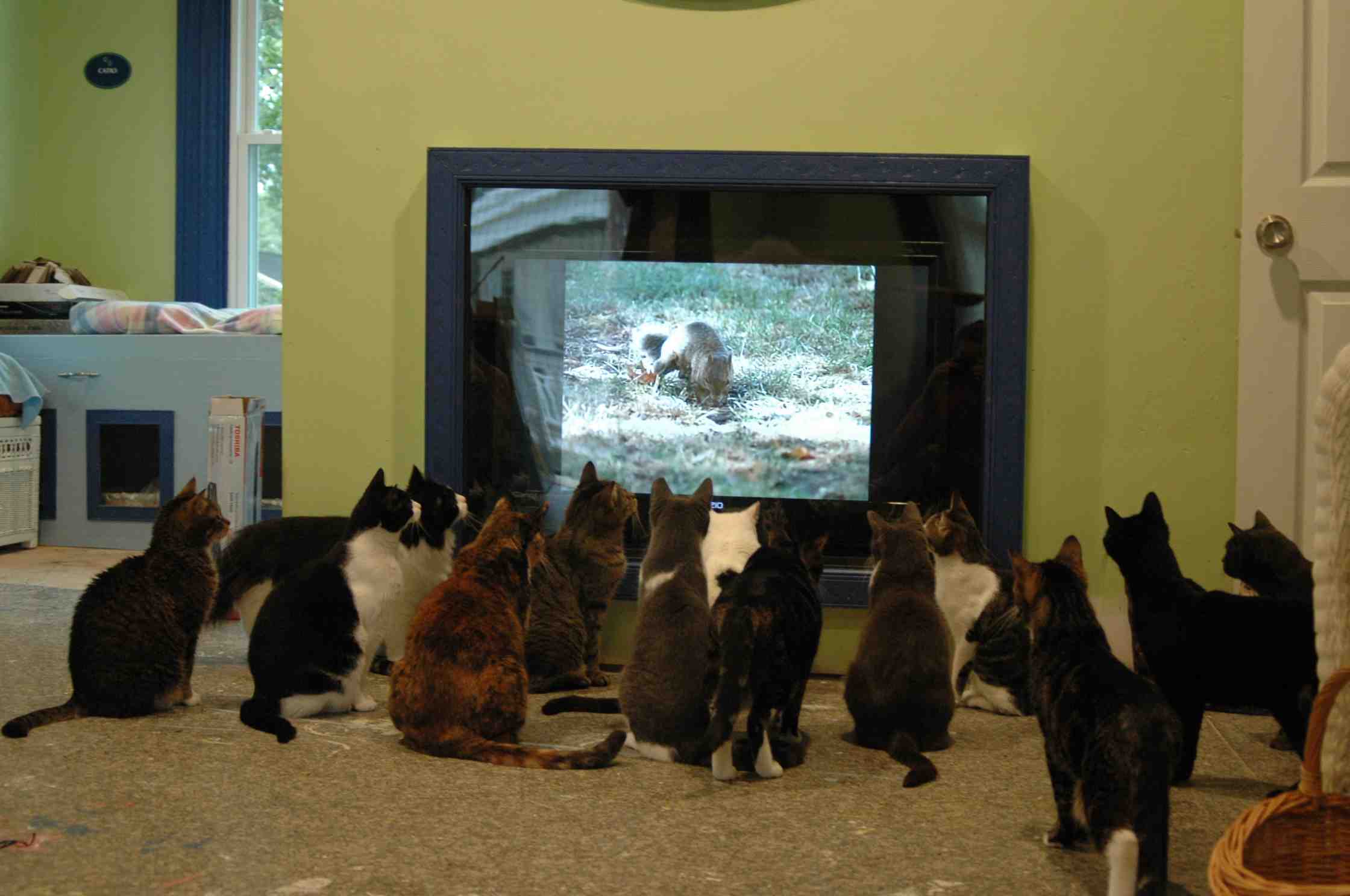 Смотрят кошки на экране. Кот и телевизор. Кот перед телевизором. Много кошек. Котик и телевизор.
