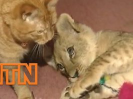 Gatto e cucciolo di leone giocano