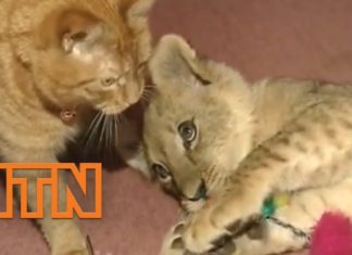 Gatto e cucciolo di leone giocano