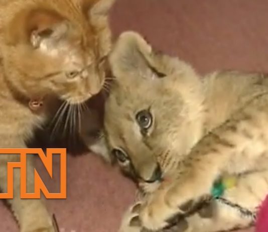 Gatto e cucciolo di leone giocano