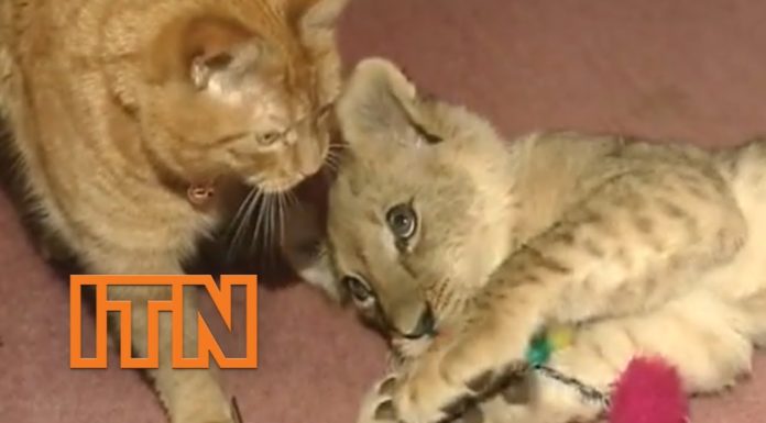 Gatto e cucciolo di leone giocano