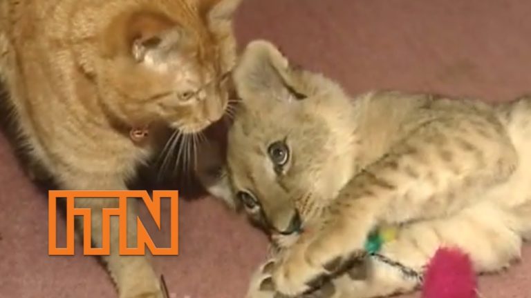 Gatto e cucciolo di leone giocano