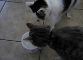 Gatto egoista