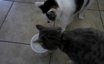 Gatta egoista non vuole condividere lo yogurt Gatto egoista