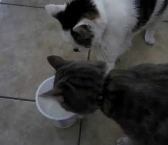 Gatta egoista non vuole condividere lo yogurt Gatto egoista