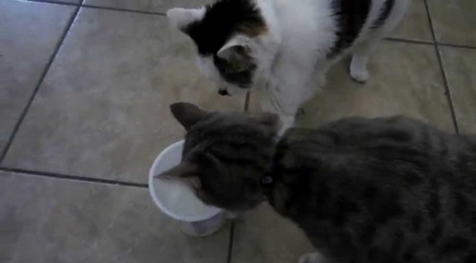 Gatto egoista