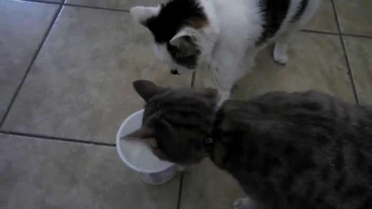 Gatto egoista