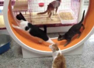 Ruota per gatti