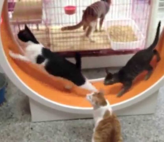 Ruota per gatti