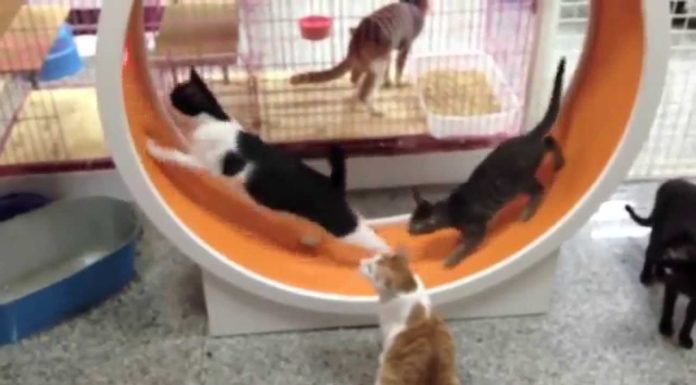 Ruota per gatti