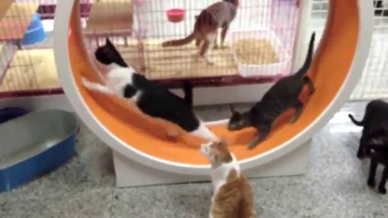 Ruota per gatti
