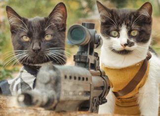 Cats vs zombies