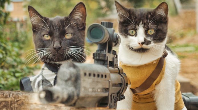Cats vs zombies