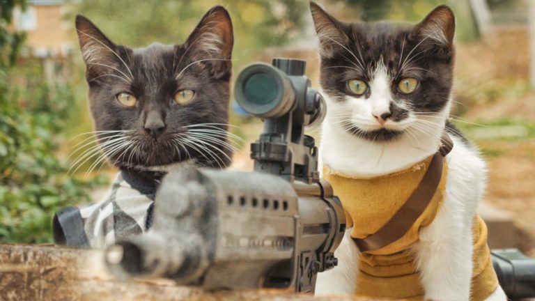 Cats vs zombies