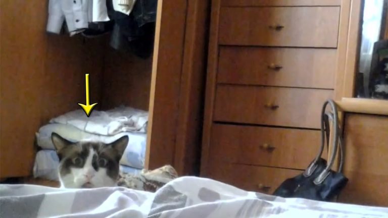 Un gatto stalker si nasconde dietro al letto