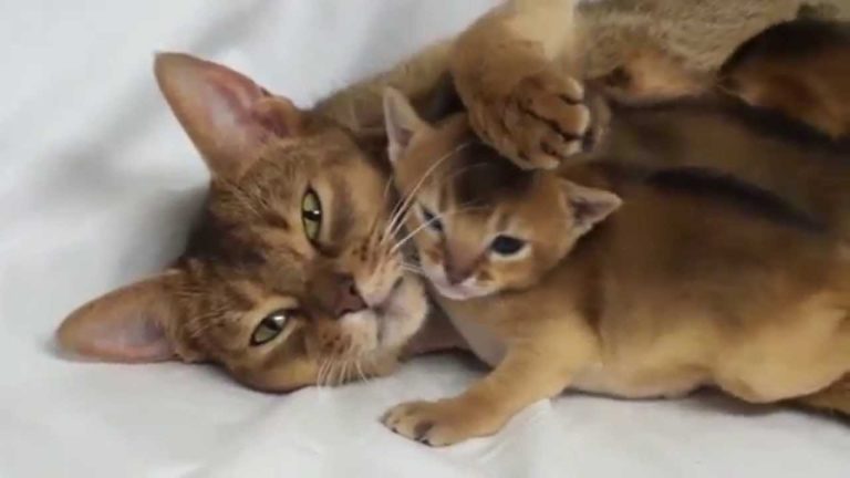 Mamma gatta si rilassa con i suoi cuccioli