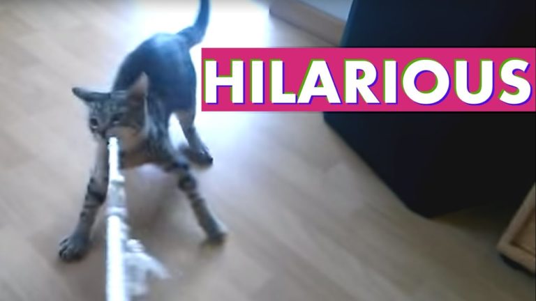 Hulk, il gatto che crede di essere un cane