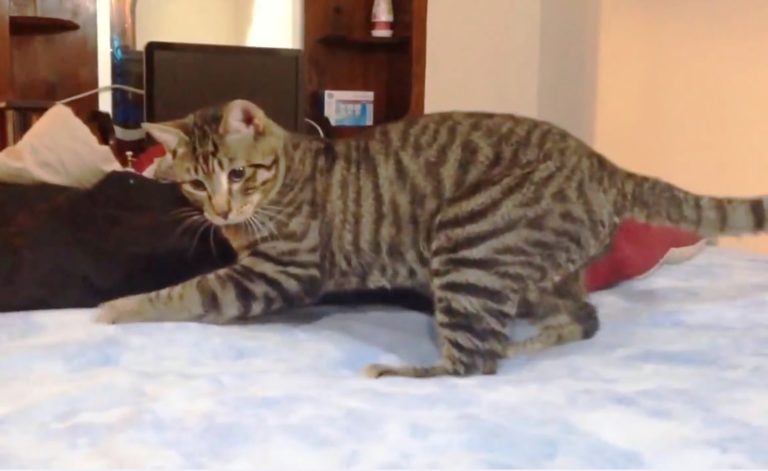 Gatti che impazziscono sul materasso ad acqua