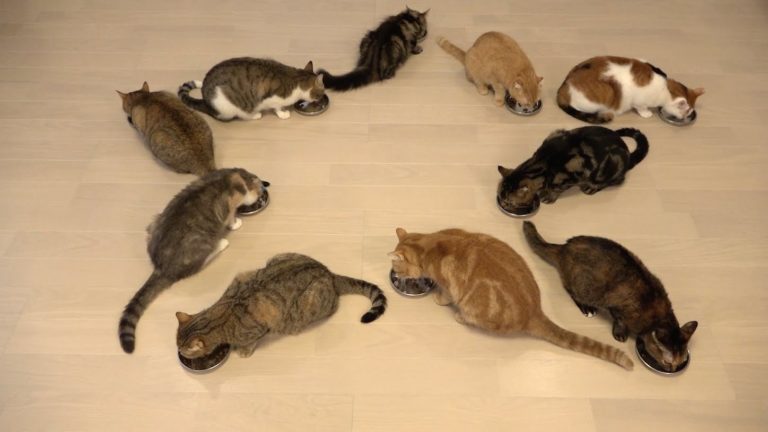 Famiglia di 10 gatti mangia felice
