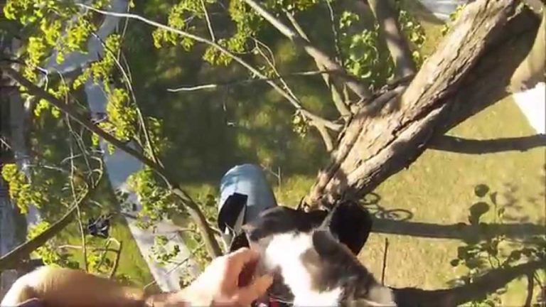 Ciclista salva due gattini bloccati su un albero