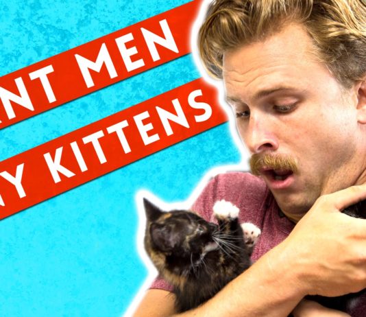 I veri uomini amano i gatti