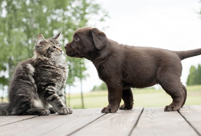 Gatti che incontrano cagnolini per la prima volta