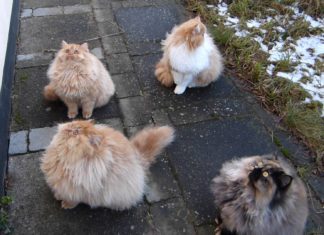 Gara di salti tra gatti persiani
