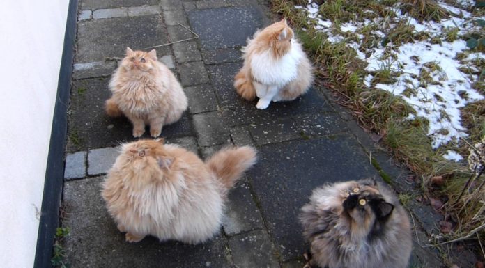 Gara di salti tra gatti persiani