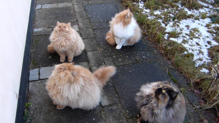 Gara di salti tra gatti persiani