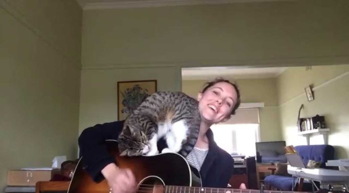 Serenata per il gatto George