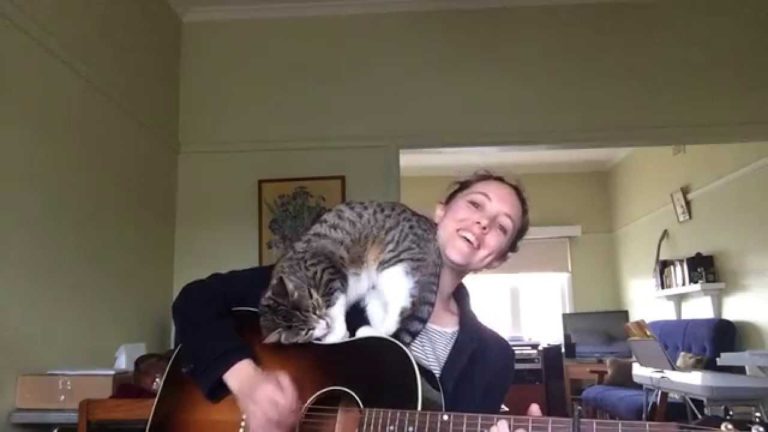 Serenata per il gatto George