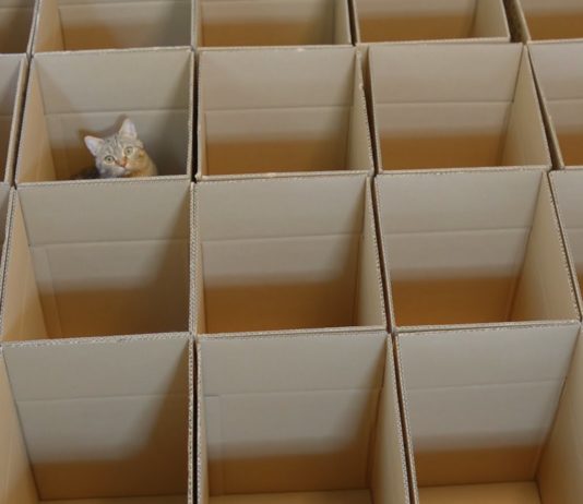 9 gatti giocano a nascondino