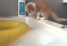 Gatto cade nella vasca bagno