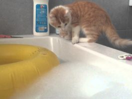 Gatto cade nella vasca bagno