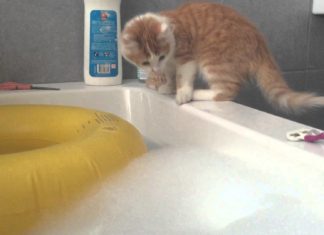 Gatto cade nella vasca bagno
