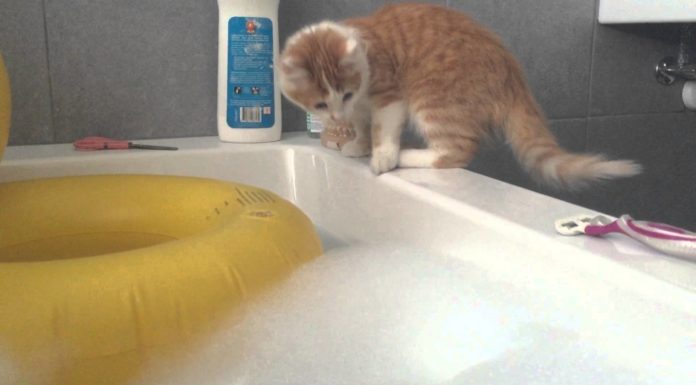 Gatto cade nella vasca bagno