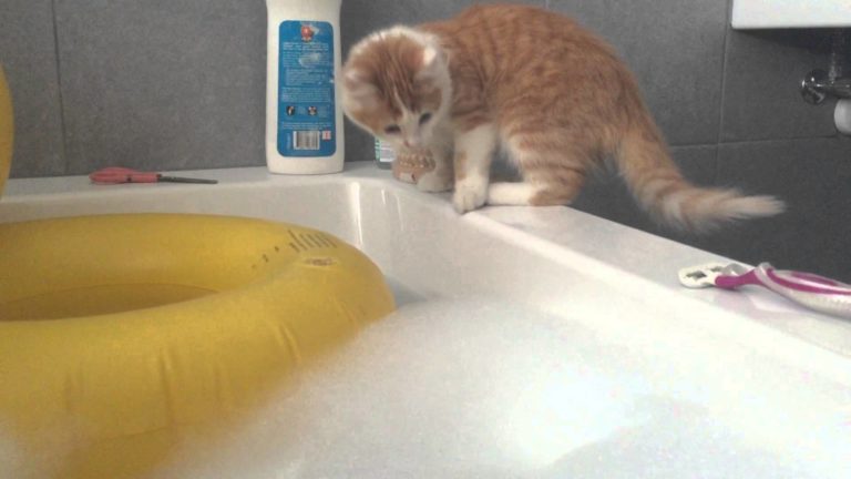 Gatto cade nella vasca bagno