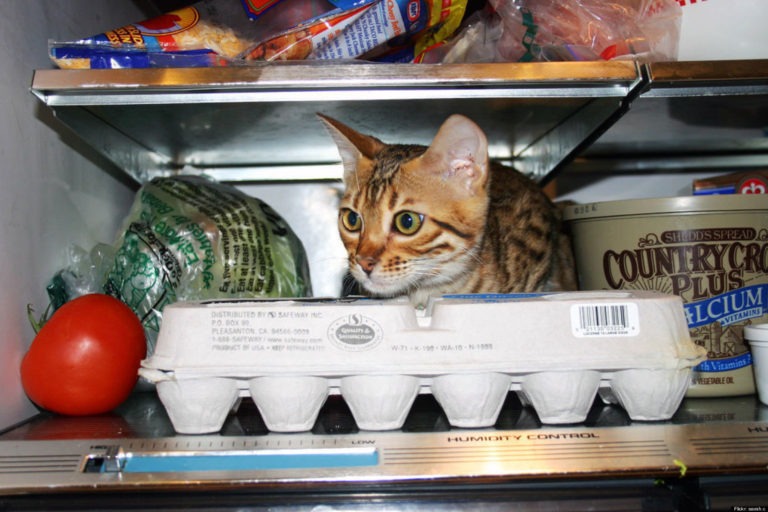 I gatti non sentono la vostra mancanza quando non ci siete