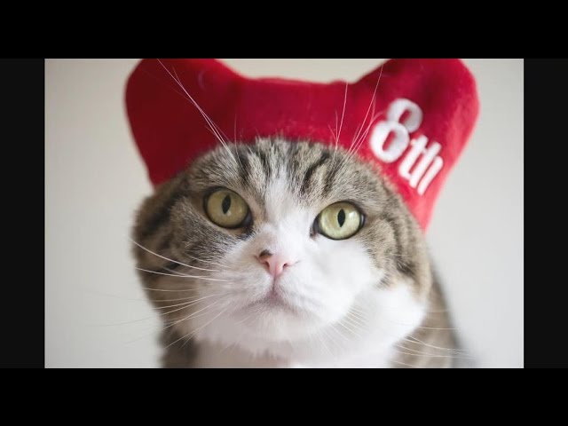 Maru, il re delle scatole