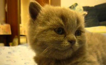 Gattino stanchissimo si addormenta in un istante