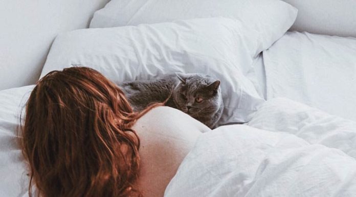 gatto nel letto
