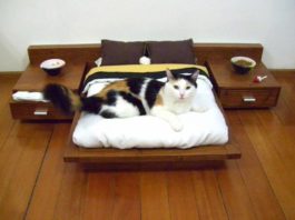 Cat bed