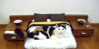 Cat bed