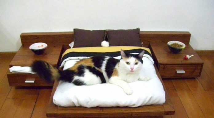 Cat bed