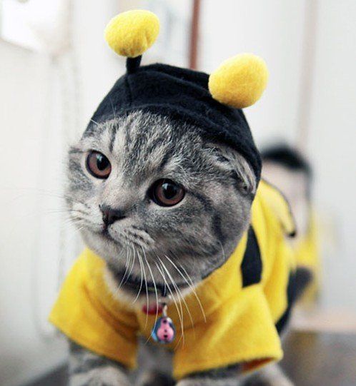 Bumblebee-Cat-Halloween-Costume