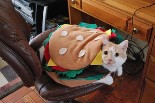 Burger-Cat-Halloween-Costume