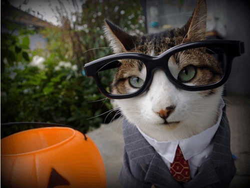 Business-Cat-Halloween-Costume