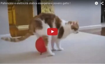Gatto alle prese con l’elettricità statica