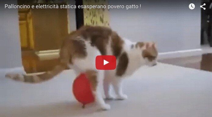 Gatto alle prese con l’elettricità statica